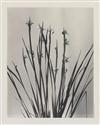 LINCOLN, EDWIN HALE (1828-1938) Suite of 20 photographs from ""Wildflowers of New England.""
